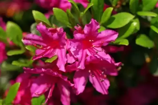 杜鹃花的寓意内涵,杜鹃花的寓意具有鸿运高照之意吗插图1