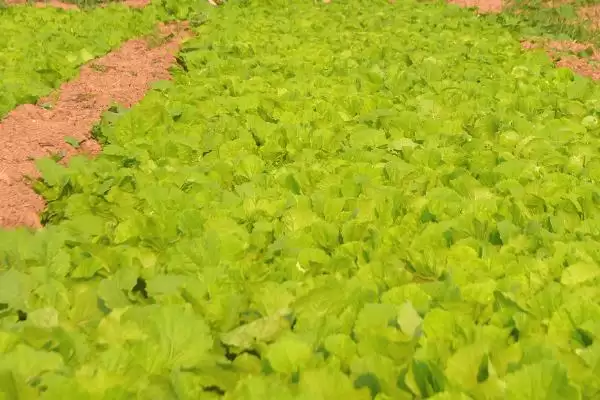 大白菜育苗移栽的技术是怎样,大白菜育苗移栽技术插图5 大白菜育苗移栽的技术是怎样,大白菜育苗移栽技术插图5
