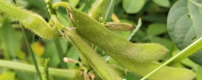 油6019大豆种子平均生育期几天？-会东网