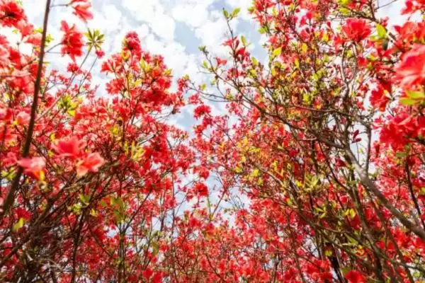 杜鹃花的寓意象征,杜鹃花的寓意有哪些方面的象征意义插图2 杜鹃花的寓意象征,杜鹃花的寓意有哪些方面的象征意义插图2