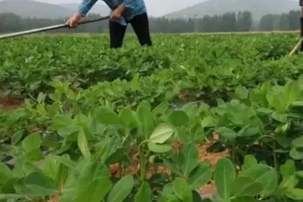 春花生覆膜播种前有何注意事,春花生覆膜播种前的注意事项插图3 春花生覆膜播种前有何注意事,春花生覆膜播种前的注意事项插图3