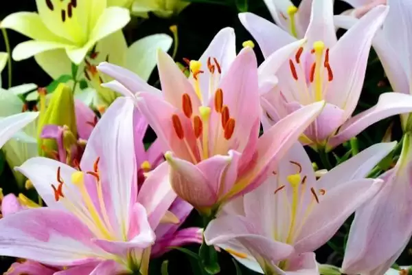 百合花的寓意,百合花具有哪些寓意象征插图2