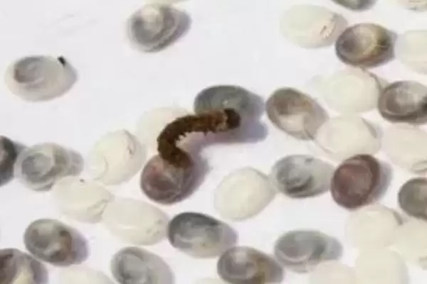 蚕宝宝的生长过程是怎样呢,蚕宝宝的生长过程插图1 蚕宝宝的生长过程是怎样呢,蚕宝宝的生长过程插图1