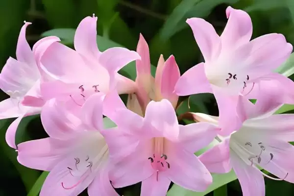 百合花苞问题,百合花苞发黄掉落的原因是什么插图2 百合花苞问题,百合花苞发黄掉落的原因是什么插图2