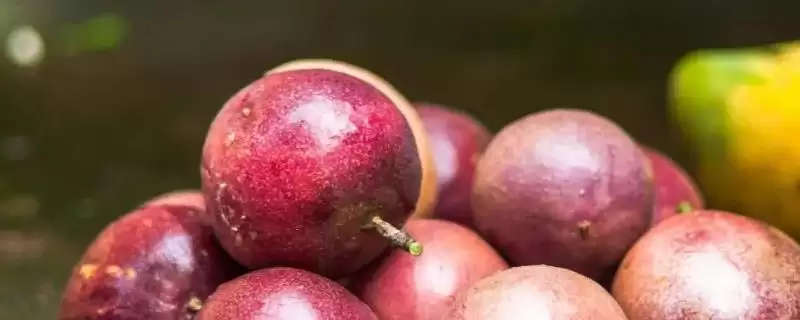 百香果的属性,百香果属于热性还是凉性水果插图 百香果的属性,百香果属于热性还是凉性水果插图