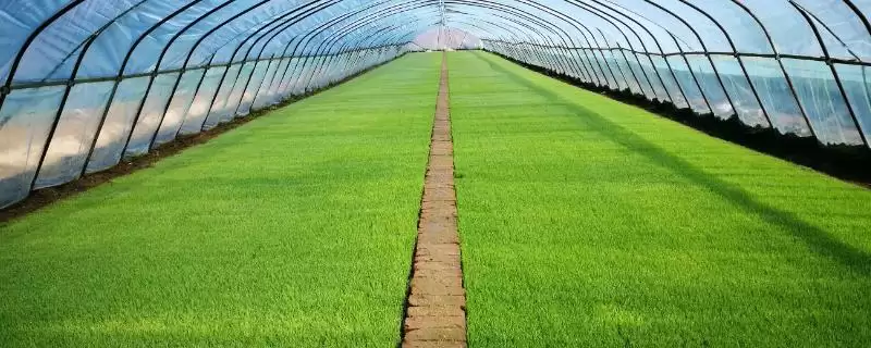 水稻用壮秧剂后施肥,对水稻使用壮秧剂之后为何不能施肥插图 水稻用壮秧剂后施肥,对水稻使用壮秧剂之后为何不能施肥插图