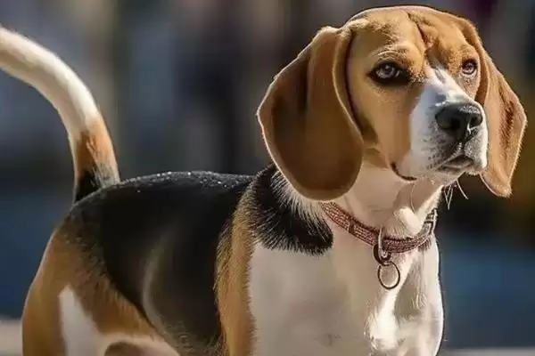 比格犬具有哪些性格特点呢,比格犬有什么性格特点插图2 比格犬具有哪些性格特点呢,比格犬有什么性格特点插图2
