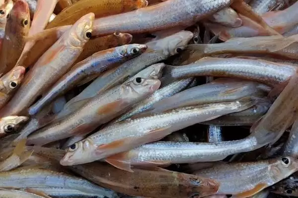 船钉子鱼是一种怎样的鱼呢,船钉子鱼是什么鱼插图2