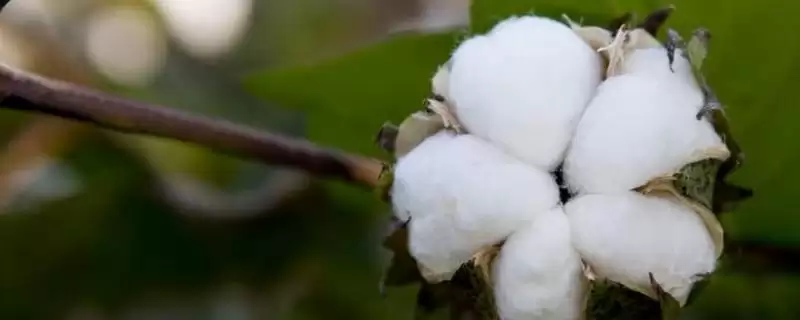 中棉所75棉花种子每亩种植密度等信息全解析-会东网