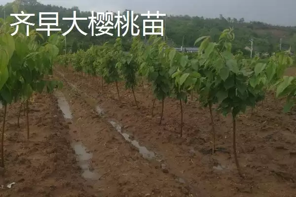 俄罗斯8号樱桃苗价格,俄罗斯8号樱桃苗的价格受什么影响插图4 俄罗斯8号樱桃苗价格,俄罗斯8号樱桃苗的价格受什么影响插图4