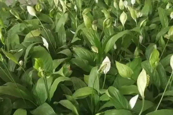 白掌的分株时间,白掌在什么时候分株比较好插图3 白掌的分株时间,白掌在什么时候分株比较好插图3