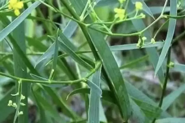 柴胡的价格大概是多少钱一斤呢,柴胡的价格插图1 柴胡的价格大概是多少钱一斤呢,柴胡的价格插图1