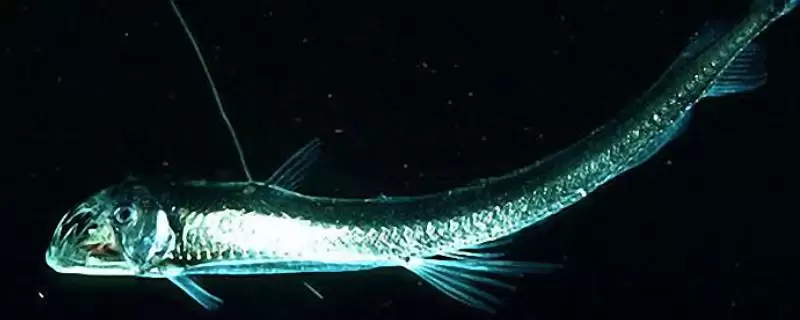 毒蛇鱼的所属种类,毒蛇鱼属于什么种类的鱼类类型插图 毒蛇鱼的所属种类,毒蛇鱼属于什么种类的鱼类类型插图