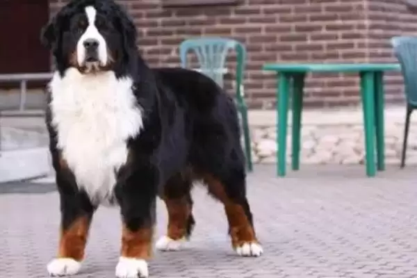 伯恩山犬好不好养及养殖要点呢,伯恩山犬好不好养插图1 伯恩山犬好不好养及养殖要点呢,伯恩山犬好不好养插图1