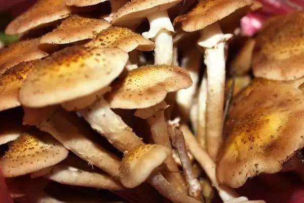 茶树菇有哪些常见的病虫害呢,茶树菇的常见病虫害插图3 茶树菇有哪些常见的病虫害呢,茶树菇的常见病虫害插图3