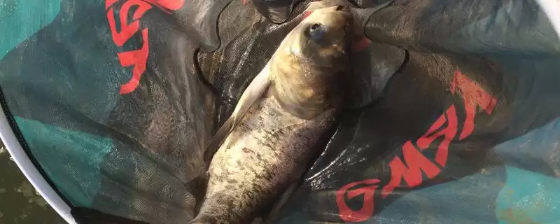 钓鲢鳙的子线选择类型,钓鲢鳙用什么类型的子线比较合适插图 钓鲢鳙的子线选择类型,钓鲢鳙用什么类型的子线比较合适插图
