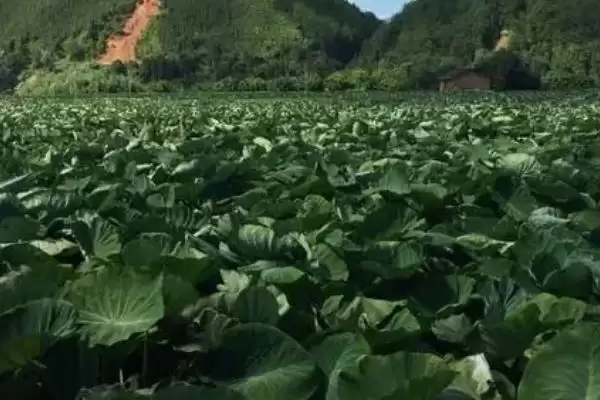 槟榔芋的种植技术和要点有哪些呢,槟榔芋的种植技术插图3 槟榔芋的种植技术和要点有哪些呢,槟榔芋的种植技术插图3