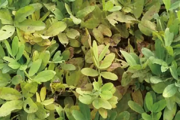 花生常见虫害蛴螬棉铃虫蚜虫类型全解析插图7 花生常见虫害蛴螬棉铃虫蚜虫类型全解析插图7