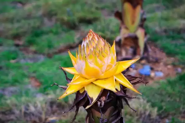 地涌金莲种植的适宜性,地涌金莲可以种在家里有何影响插图2 地涌金莲种植的适宜性,地涌金莲可以种在家里有何影响插图2