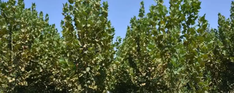 法桐的施肥技术,法桐实行圃地施肥有何重要环节-会东网