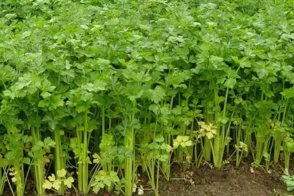 冬季芹菜的种植方法,冬季怎么种植芹菜大小苗要分级吗插图1 冬季芹菜的种植方法,冬季怎么种植芹菜大小苗要分级吗插图1