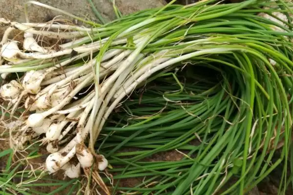 常见的野菜有哪些种类和名称呢,常见的野菜插图18 常见的野菜有哪些种类和名称呢,常见的野菜插图18
