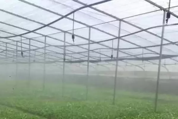 温室棚膜滴水是质量差导致的吗?插图2 温室棚膜滴水是质量差导致的吗?插图2
