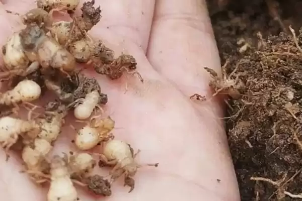 蝉卵的孵化方法和步骤是怎样呢,蝉卵怎么孵化插图2 蝉卵的孵化方法和步骤是怎样呢,蝉卵怎么孵化插图2