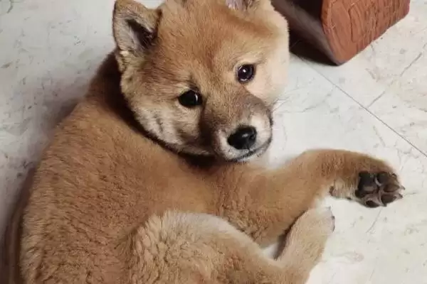 柴犬的寿命一般是多少年呢,柴犬的寿命插图3 柴犬的寿命一般是多少年呢,柴犬的寿命插图3