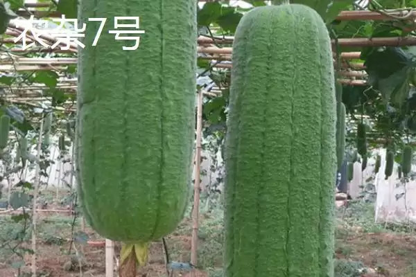 短棒形丝瓜品种种类,短棒形丝瓜品种有哪些常见的种类插图4 短棒形丝瓜品种种类,短棒形丝瓜品种有哪些常见的种类插图4