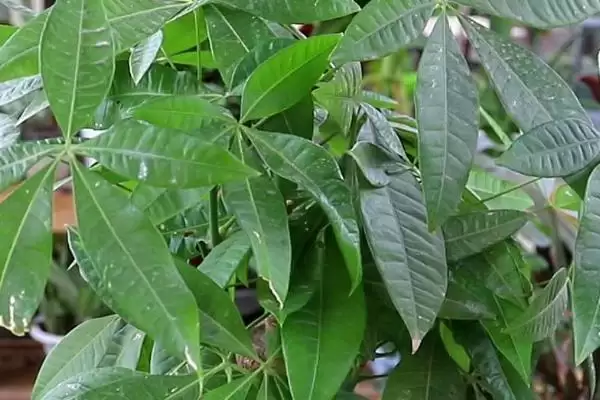 发财树叶斑病预防,发财树叶斑病的预防方式有哪些措施插图1