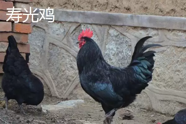 产蛋率高的鸡有哪些品种及特点呢,产蛋率高的鸡品种插图6 产蛋率高的鸡有哪些品种及特点呢,产蛋率高的鸡品种插图6
