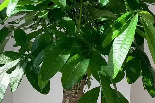 冬天发财树的养护方法,冬天如何养护发财树有哪些措施插图1 冬天发财树的养护方法,冬天如何养护发财树有哪些措施插图1
