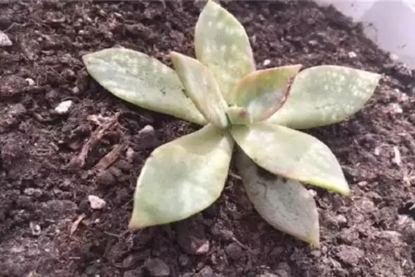 多肉砍头的适宜时间,多肉在什么时候砍头比较适宜合适插图3