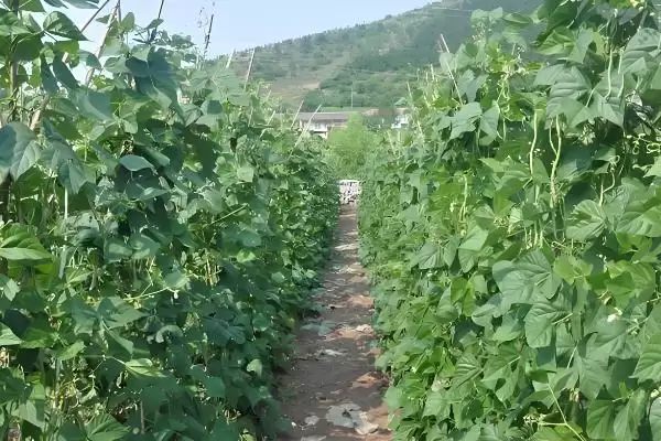 秋豆角在北方通常何时进行种植?插图2 秋豆角在北方通常何时进行种植?插图2
