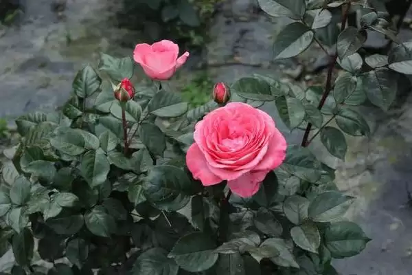 春天玫瑰花需要进行剪枝吗及好,春天玫瑰花需要剪枝吗插图3 春天玫瑰花需要进行剪枝吗及好,春天玫瑰花需要剪枝吗插图3