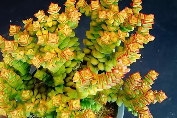 多肉小米星扦插方法,多肉小米星如何进行扦插的操作方法插图3 多肉小米星扦插方法,多肉小米星如何进行扦插的操作方法插图3