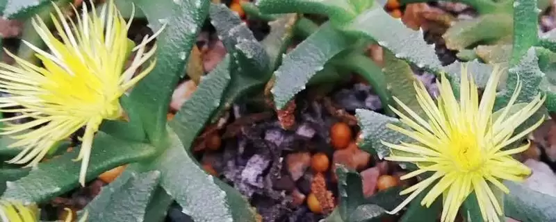 奔龙多肉的开花时间在什么时候呢,奔龙多肉的开花时间插图 奔龙多肉的开花时间在什么时候呢,奔龙多肉的开花时间插图