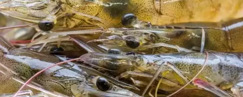 对虾的常见品种种类,对虾的常见品种有哪些具体的种类-会东网