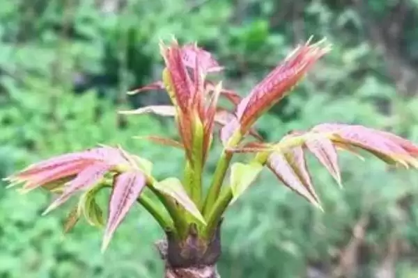 椿芽的选购技巧有哪些和方法呢,椿芽的选购技巧插图3