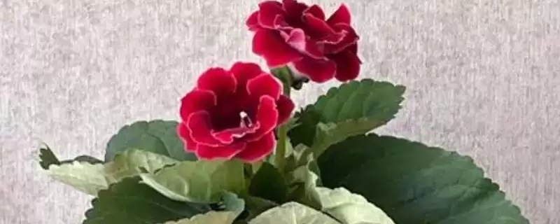大岩桐叶片问题原因分析,大岩桐的叶片为何会发黄腐烂-会东网