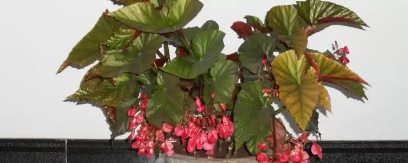 大叶海棠花的毒性情况,大叶海棠花有没有毒性方面的问题-会东网
