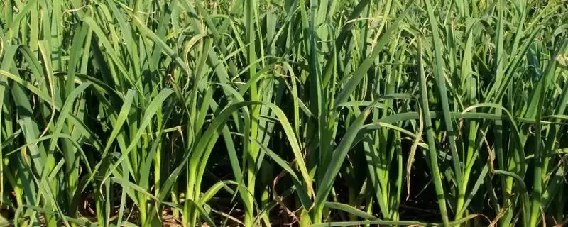 春播大蒜高产栽培技术有哪些呢,春播大蒜高产栽培技术插图 春播大蒜高产栽培技术有哪些呢,春播大蒜高产栽培技术插图