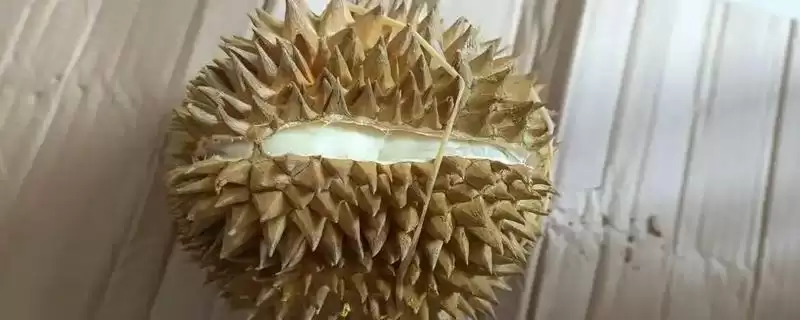 打开榴莲发现肉没熟怎么处理呢,打开榴莲发现肉没熟如何处理插图 打开榴莲发现肉没熟怎么处理呢,打开榴莲发现肉没熟如何处理插图