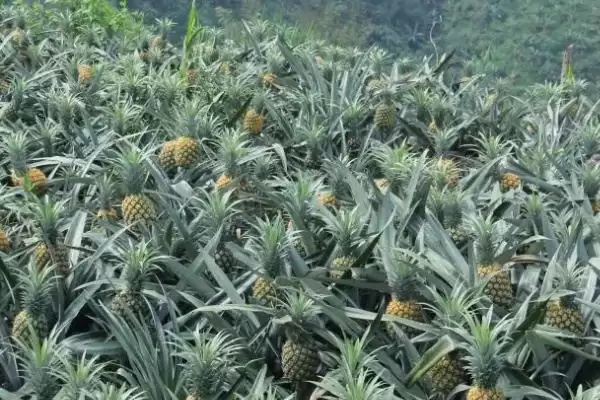 菠萝是长在地上还是树上的呢,菠萝长在地上还是树上插图3 菠萝是长在地上还是树上的呢,菠萝长在地上还是树上插图3