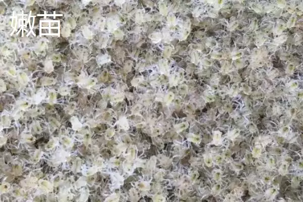 大闸蟹的劣质蟹苗种类,大闸蟹劣质蟹苗有哪些具体的种类插图6