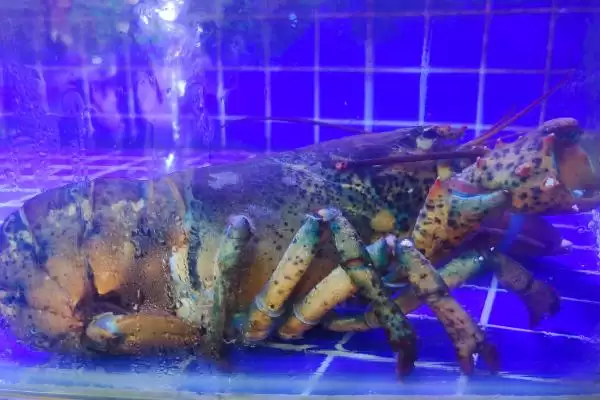波士顿龙虾具有哪些特点呢,波士顿龙虾的特点插图3 波士顿龙虾具有哪些特点呢,波士顿龙虾的特点插图3
