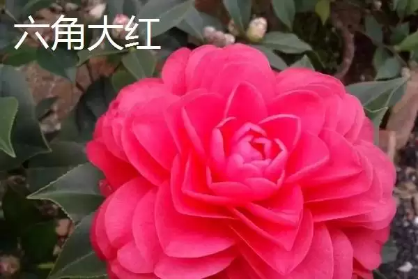 茶花树苗的价格是多少钱及情况呢,茶花树苗的价格插图5 茶花树苗的价格是多少钱及情况呢,茶花树苗的价格插图5