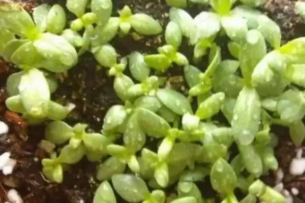菠菜的生长过程是怎样的呢,菠菜的生长过程介绍插图1 菠菜的生长过程是怎样的呢,菠菜的生长过程介绍插图1