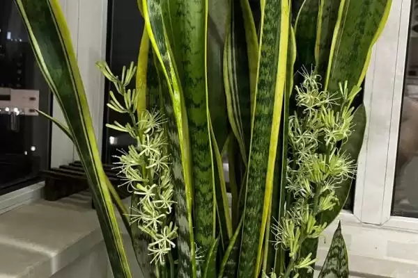 不用勤浇水的室内盆栽植物有哪些,不用勤浇水的省心室内盆栽植物插图1 不用勤浇水的室内盆栽植物有哪些,不用勤浇水的省心室内盆栽植物插图1